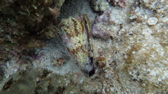 Conus imperialis