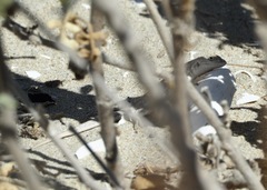 Liolaemus atacamensis