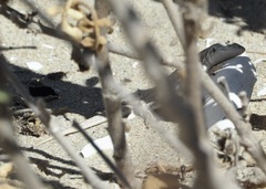 Liolaemus atacamensis