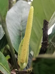 Anthurium kallunkiae