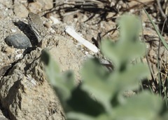 Liolaemus atacamensis