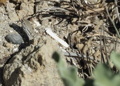 Liolaemus atacamensis