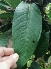 Anthurium kallunkiae