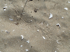 Liolaemus atacamensis