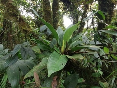 Anthurium kallunkiae