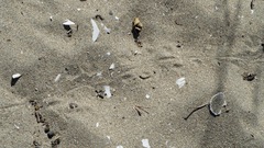 Liolaemus atacamensis