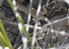 Liolaemus atacamensis