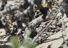 Liolaemus atacamensis