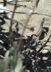 Liolaemus atacamensis