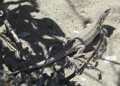 Liolaemus atacamensis