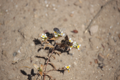 Paravilla hypoxantha