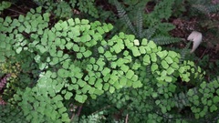Adiantum atroviride
