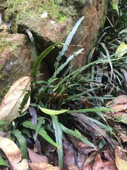 Asplenium attenuatum