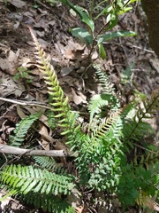Blechnum parrisiae