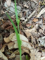 Carex blanda