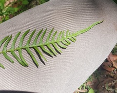 Blechnum medium