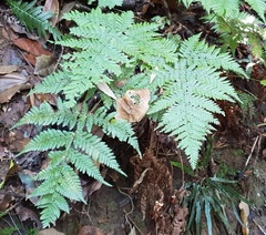 Lastreopsis marginans