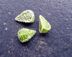 Cryptantha muricata denticulata