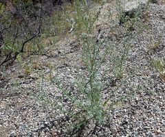 Cryptantha muricata denticulata