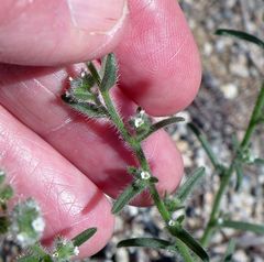Cryptantha muricata denticulata