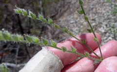 Cryptantha muricata denticulata