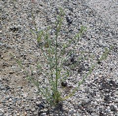 Cryptantha muricata denticulata