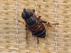 Eristalinus aurulans