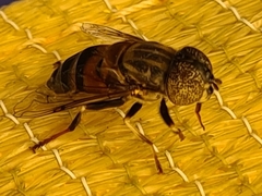 Eristalinus aurulans