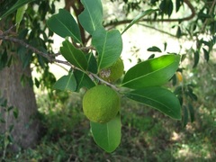 Siphonodon australis