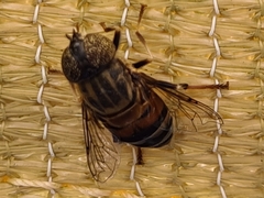 Eristalinus aurulans