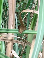 Yphthimoides ochracea