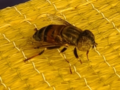 Eristalinus aurulans
