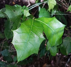 Alchornea ilicifolia