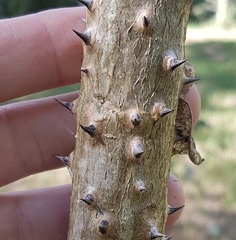 Erythrina vespertilio