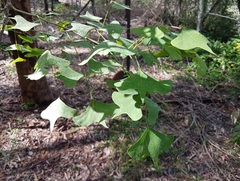 Erythrina vespertilio