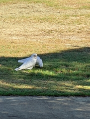 Cacatua sanguinea