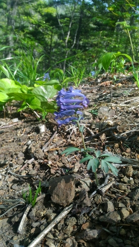 Image of Korean Corydalis (Corydalis turtschaninovii) by no rights reserved