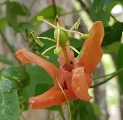 Passiflora aurantia aurantia