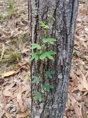 Passiflora aurantia aurantia