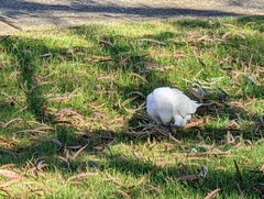 Cacatua sanguinea