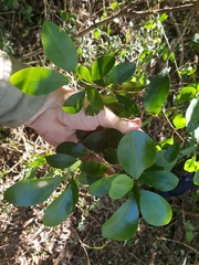 Cyclophyllum coprosmoides