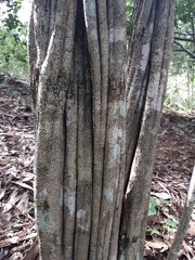 Everistia vacciniifolia nervosa