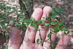 Everistia vacciniifolia nervosa