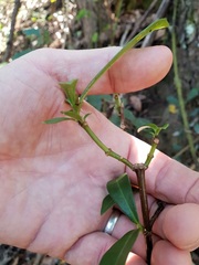 Psychotria daphnoides