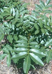 Flindersia australis