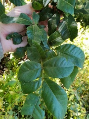 Alectryon subdentatus