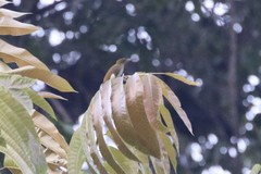 Arachnothera modesta