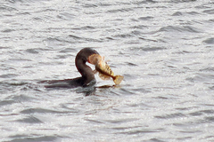 Myoxocephalus