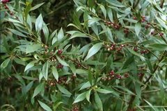Myoporum montanum