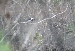 Cyanocorax mystacalis